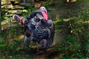 Wild turkey revival: West Virginia led the way in 1950s to repopulate eastern U.S.